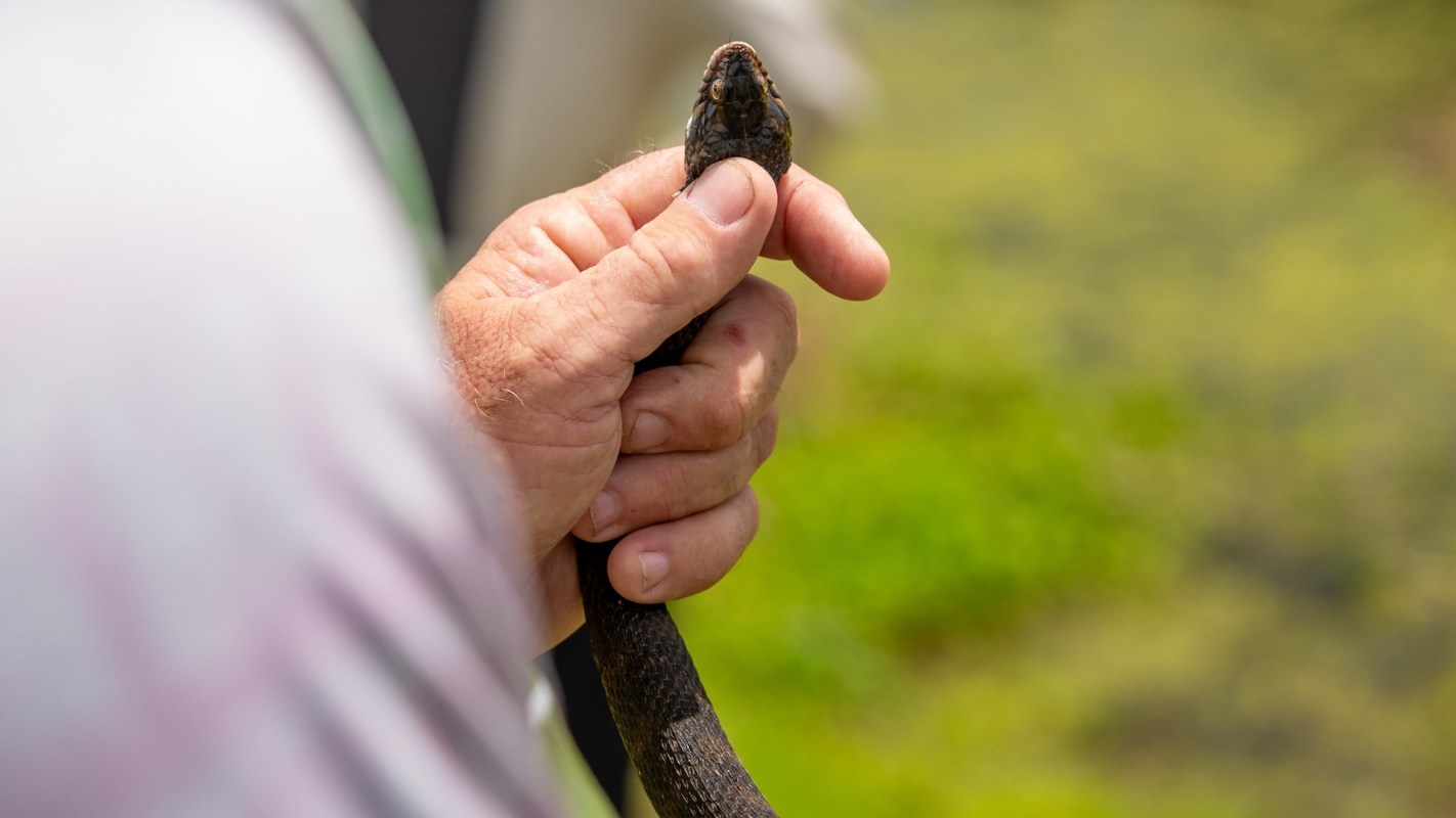 A hand holds a snake.