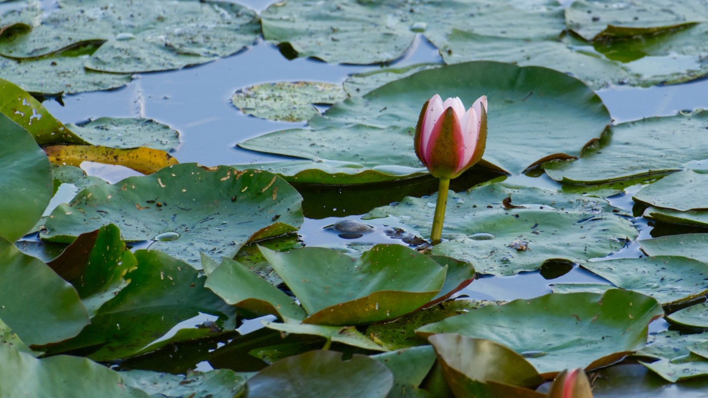 A pink water lily blooms amid green lily pads on a calm body of water.