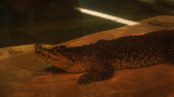 A crocodile on the floor.