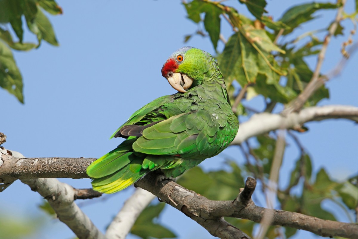 A green parrot.