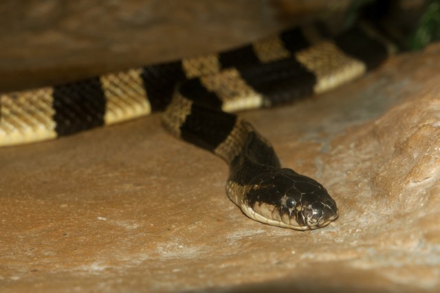 A snake with black and yellow bands.