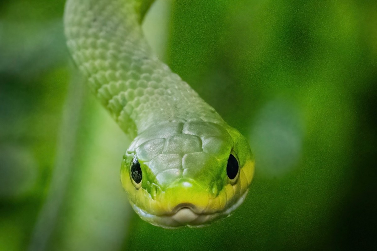 A green snake with a yellow underbelly against a blurred green background.