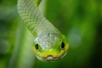A green snake with a yellow underbelly against a blurred green background.