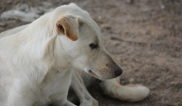A white dog resting on a sandy surface, partially turned away from the camera.