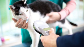 A cat is being scanned with a microchip reader by a person in a veterinary setting.