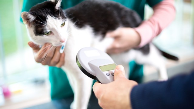 A cat is being scanned with a microchip reader by a person in a veterinary setting.