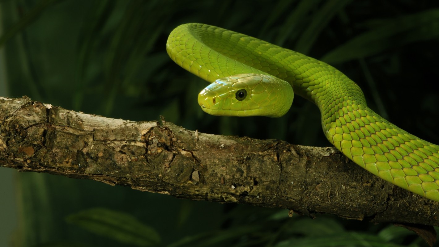 A green mamba snake rests on a branch surrounded by foliage.