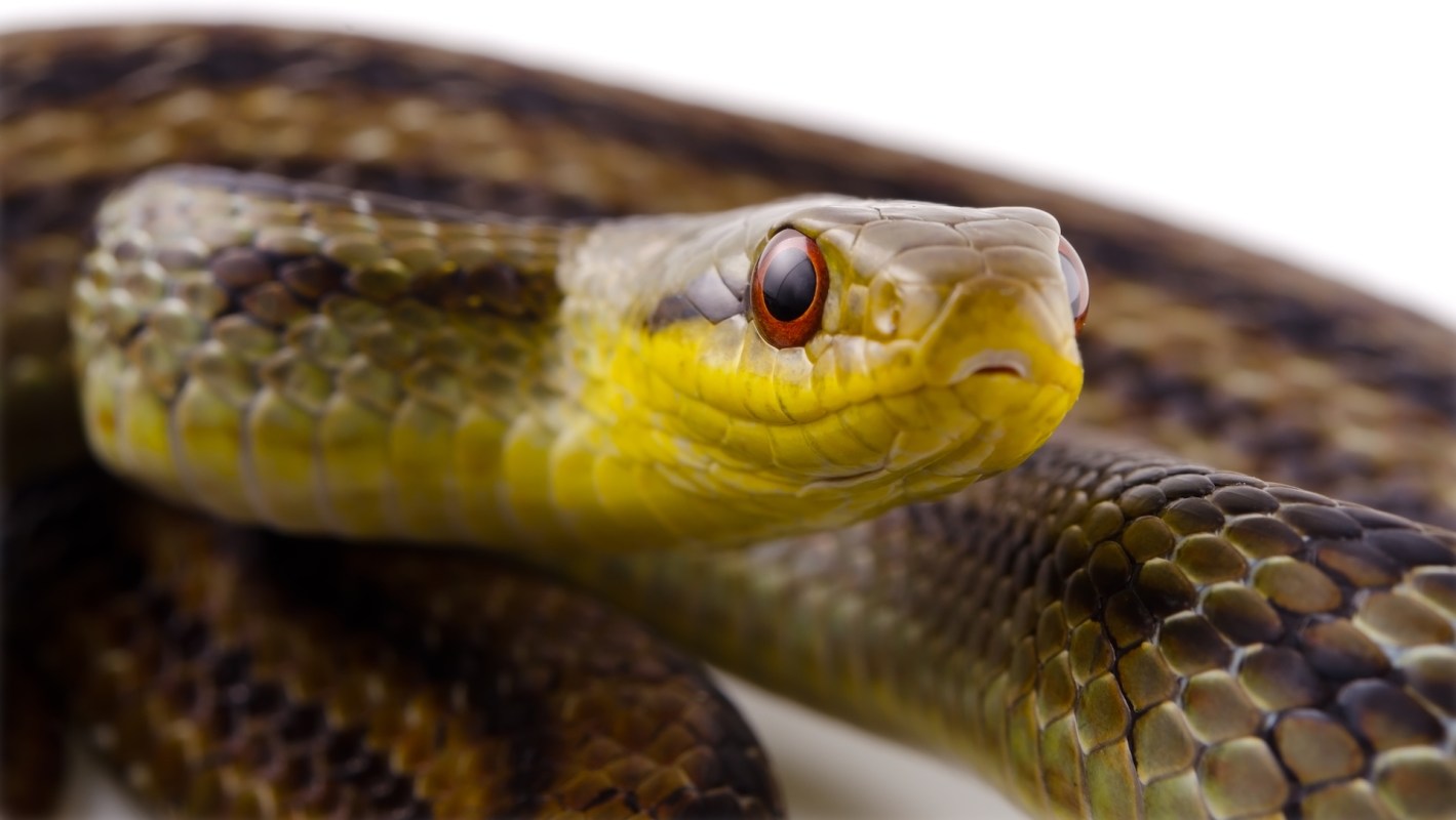 A Japanese striped snake.