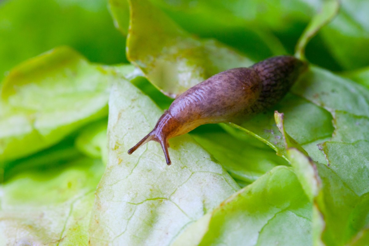 A snail on a bed of green lettuce leaves.