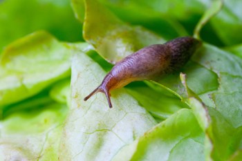 A snail on a bed of green lettuce leaves.