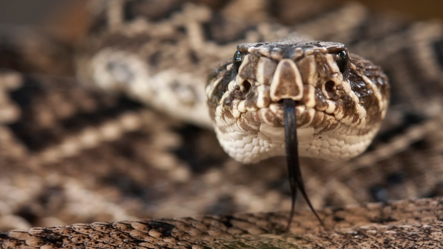 An eastern diamondback rattlesnake.