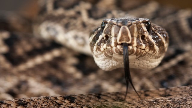 An eastern diamondback rattlesnake.