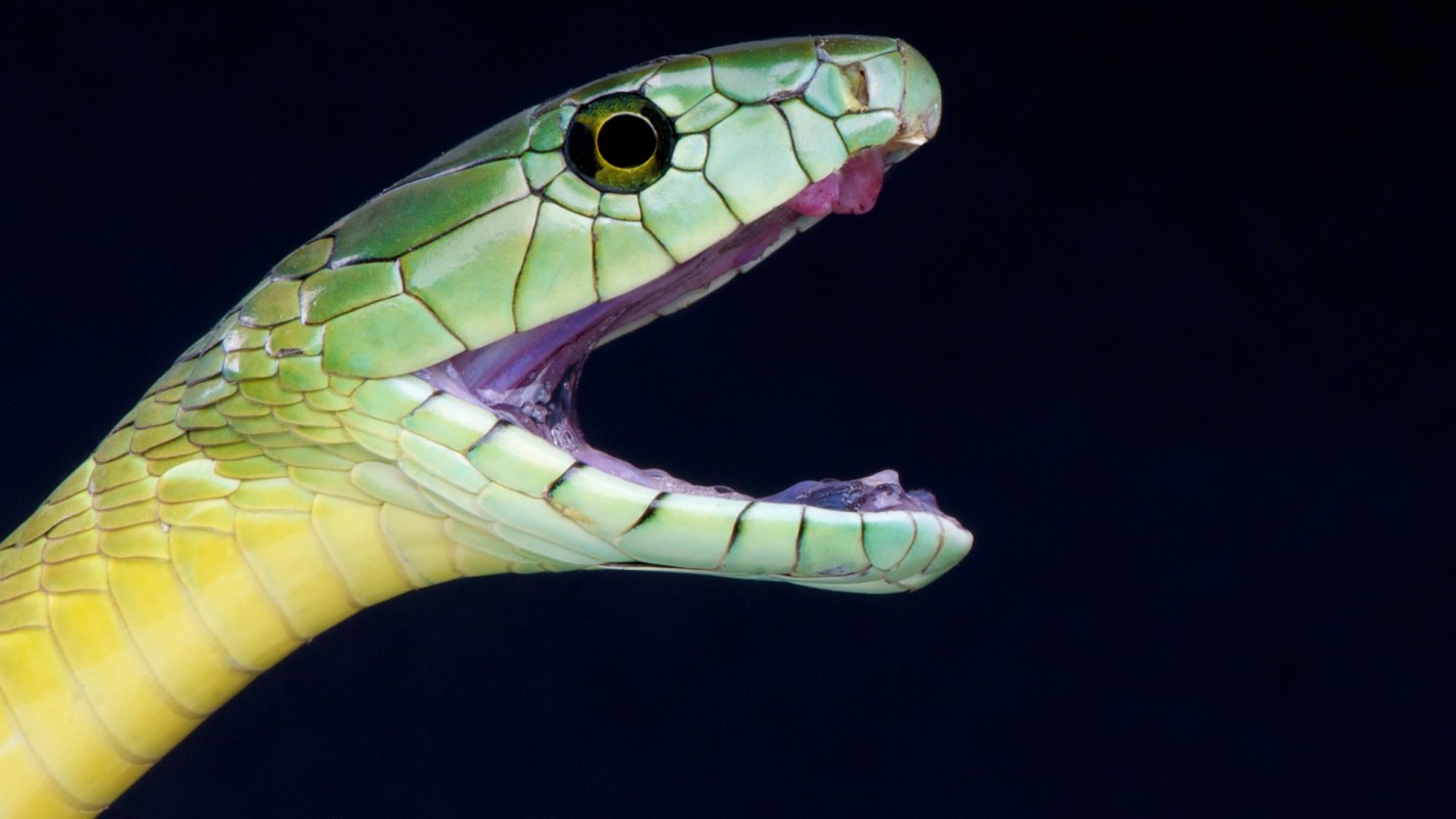 A green mamba snake with its mouth open against a dark background.