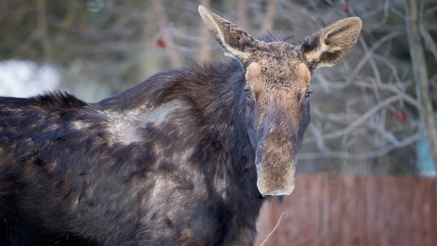 A moose standing near trees with a fence in the background.