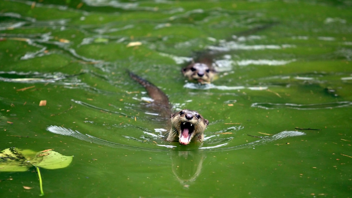 Two otters swim in green water, one with its mouth open and baring its teeth.