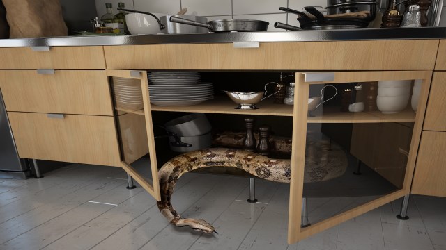 A snake is coiled inside a kitchen cabinet next to plates and kitchen utensils.