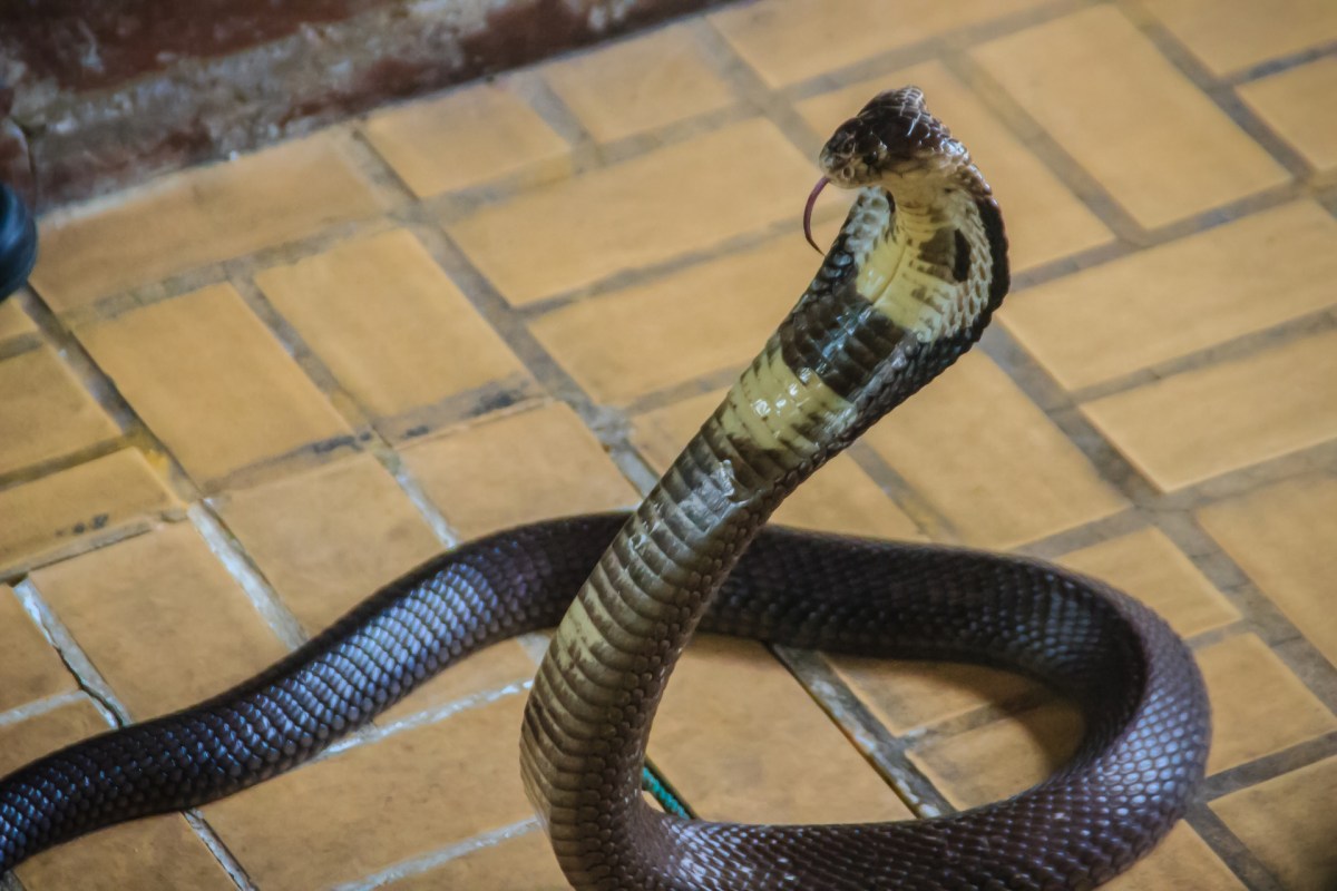 A snake with hooded neck positioned on a tiled floor.