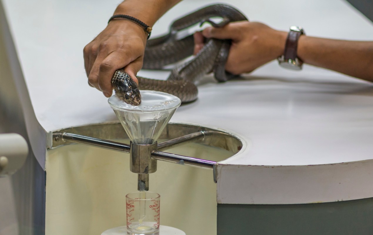 A scientist extracting venom from a snake.