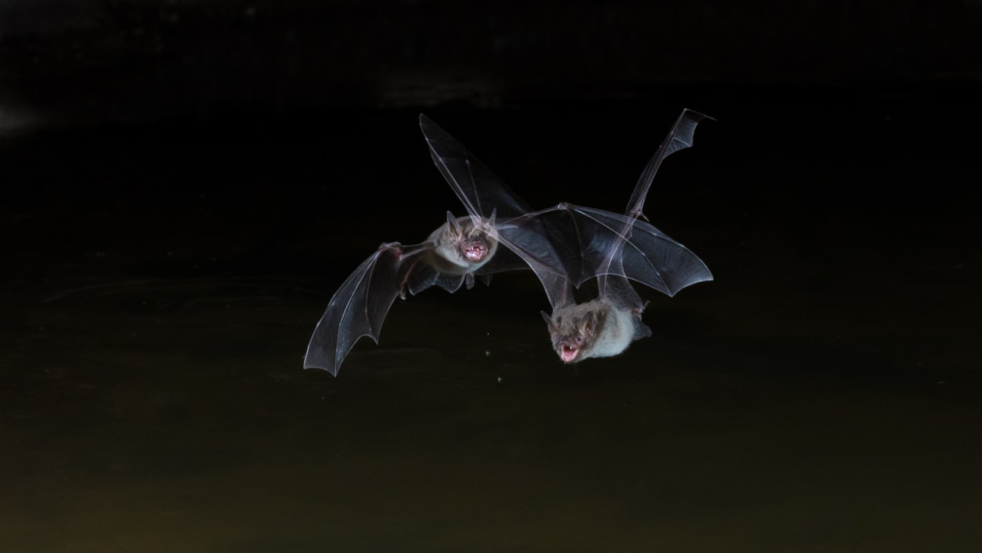 Two bats flying over calm water at night.