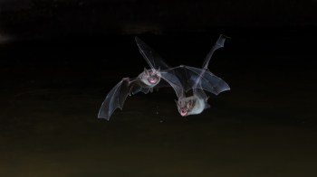 Two bats flying over calm water at night.