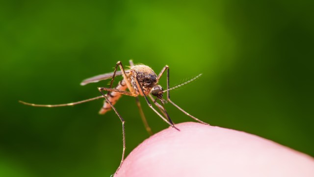A mosquito on a person's finger.