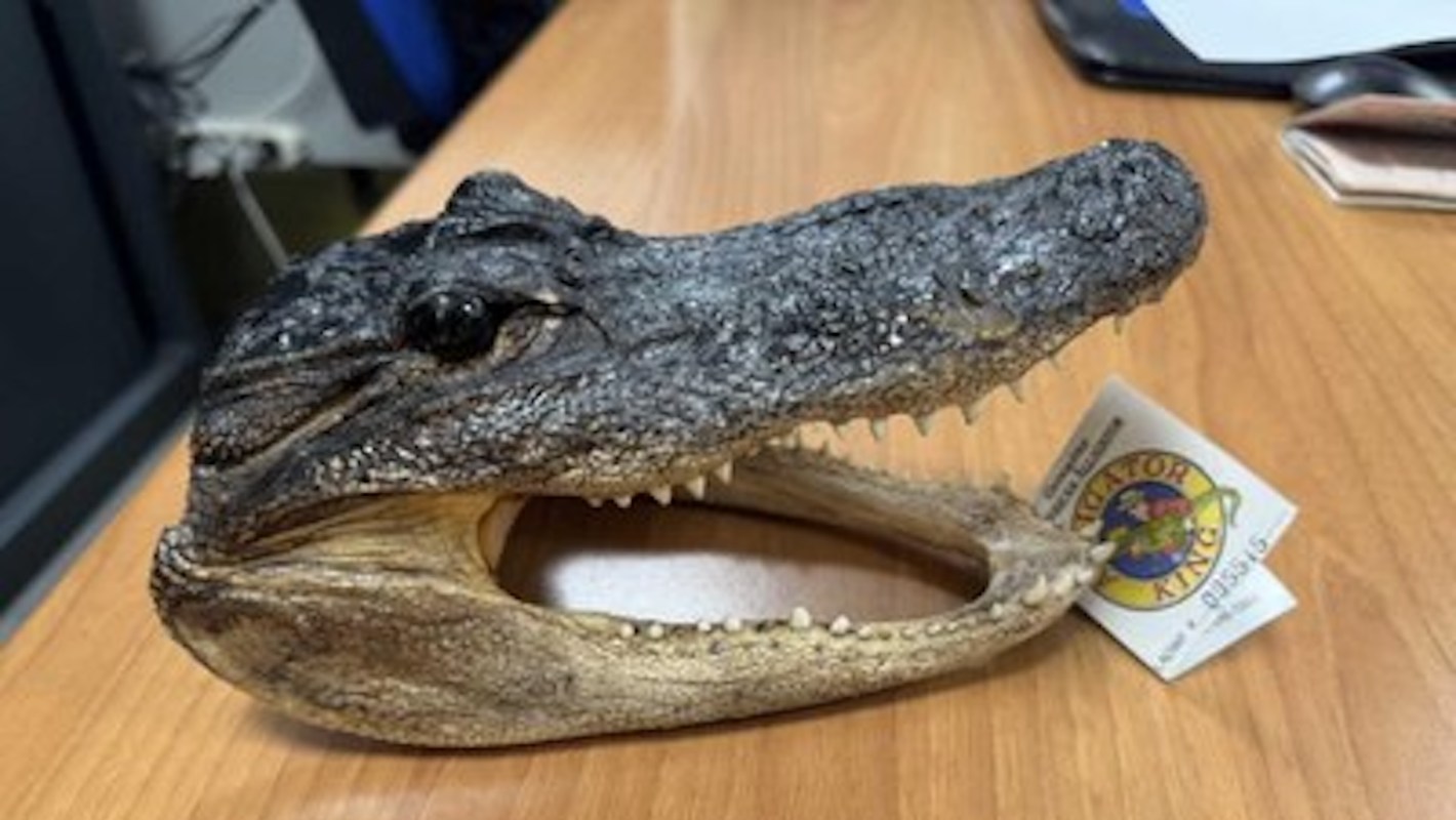 A crocodile head mounted on a wooden surface next to a tag labeled "Monitor King."
