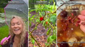 A person talking about goji berries.