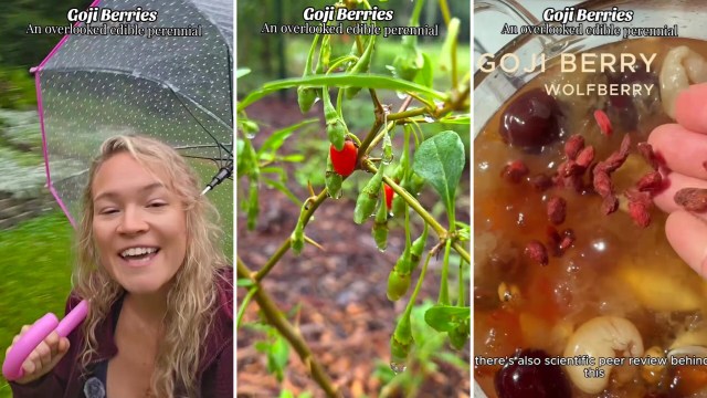 Goji berries may be the edible perennial your food forest is missing