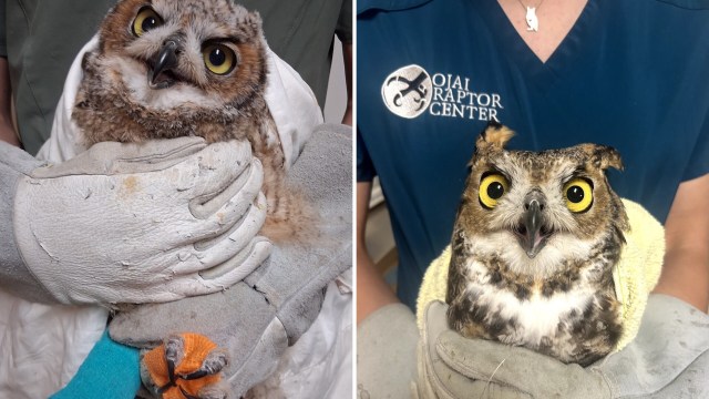 Two owls being held in gloved hands, one wrapped in a towel and the other partially covered.