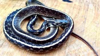 A coiled Indian egg-eating snake with a black and silver pattern on a wooden surface.