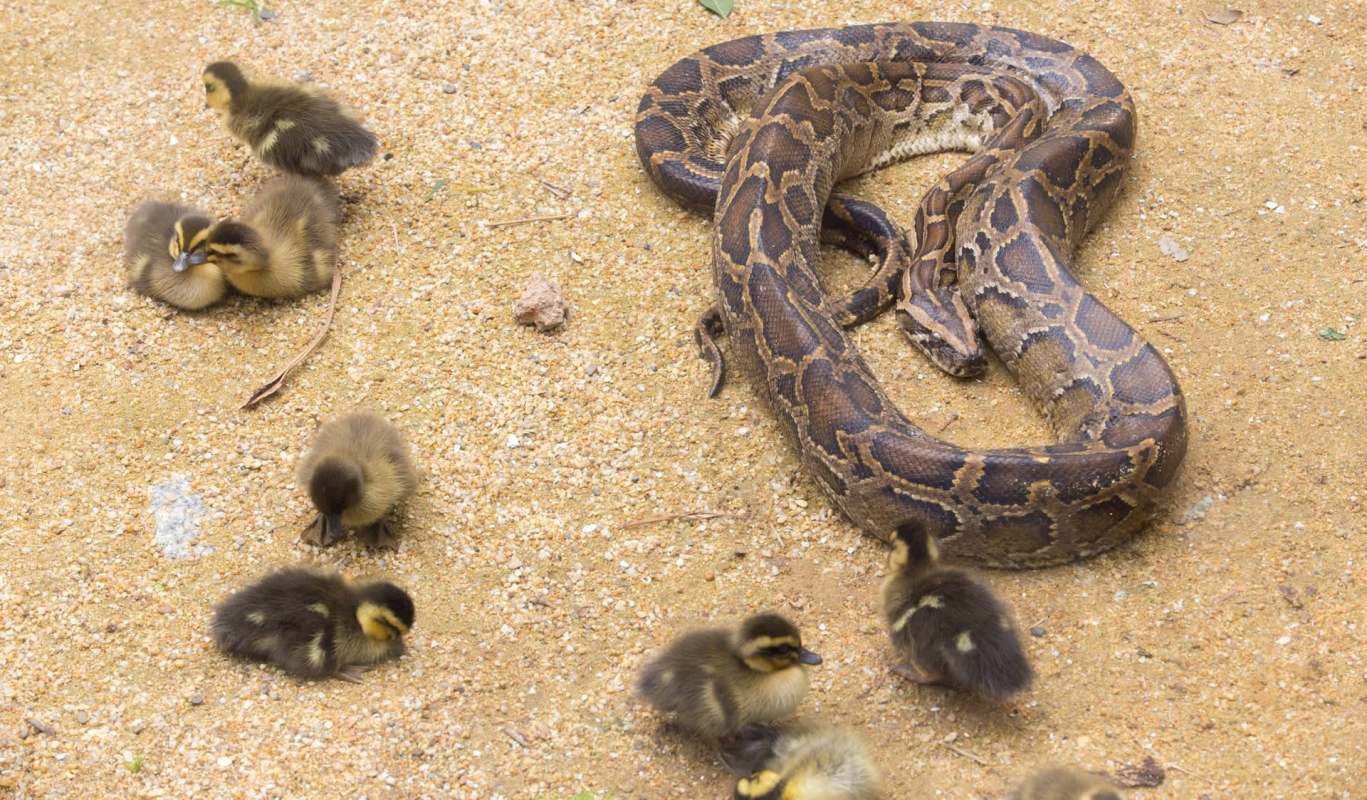 A python lies on the ground surrounded by several ducklings.