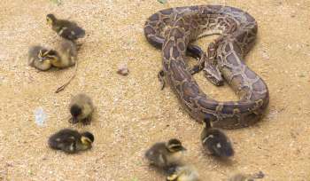 A python lies on the ground surrounded by several ducklings.