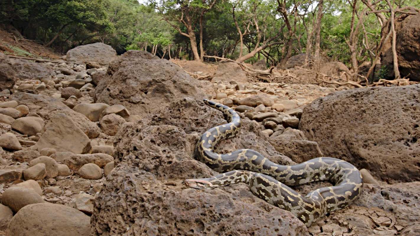 An Indian rock python rests on large rocks in a rocky, forested area.