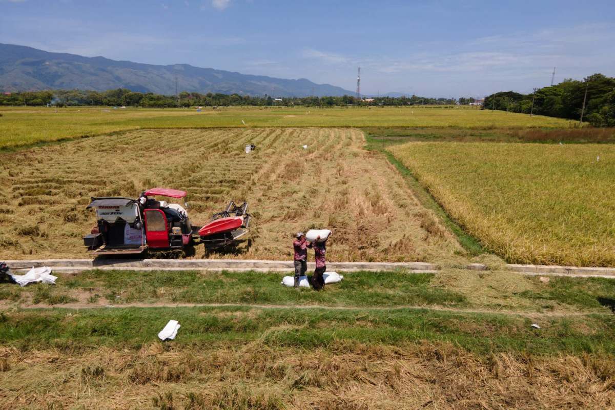 Two workers carry bags of harvested rice in a field alongside a red harvesting machine.