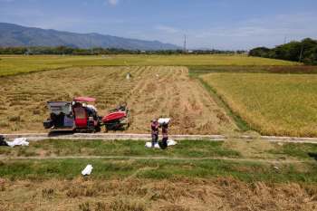 Two workers carry bags of harvested rice in a field alongside a red harvesting machine.