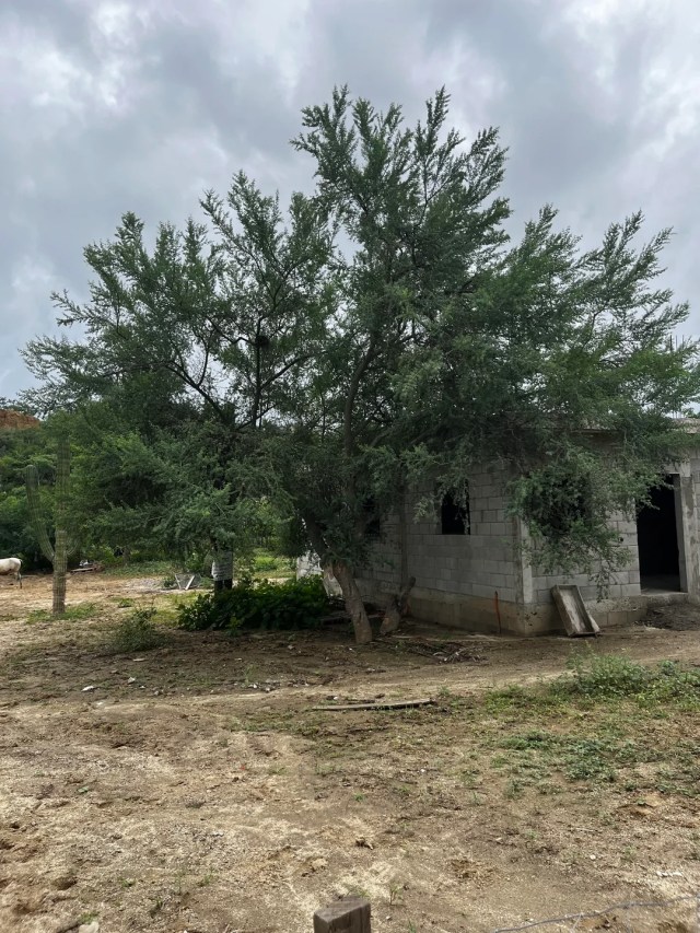 A building next to a tree.