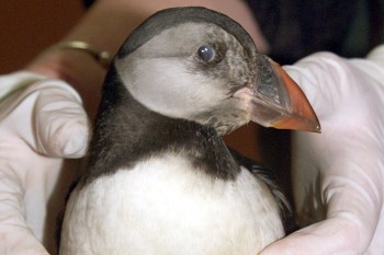 A rescue worker holding a young puffin.