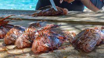 Lionfish are laid out on a wooden table with a person using a knife in the background.