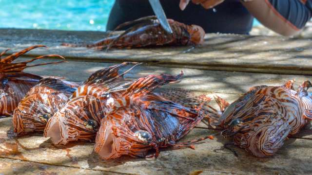 Lionfish.