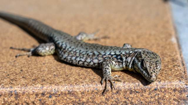A lizard resting on a brown surface.