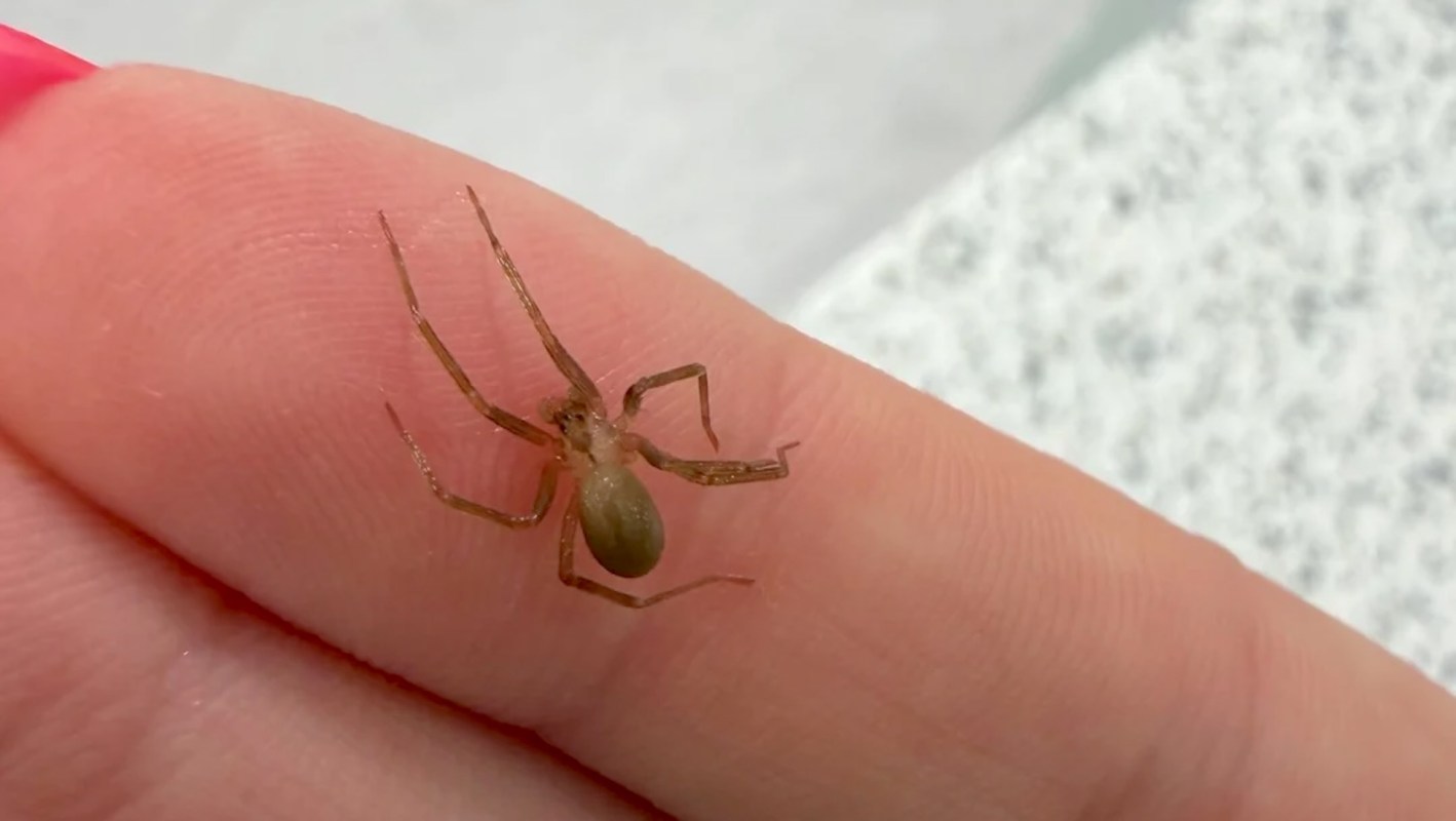 A spider crawling on a person's finger.