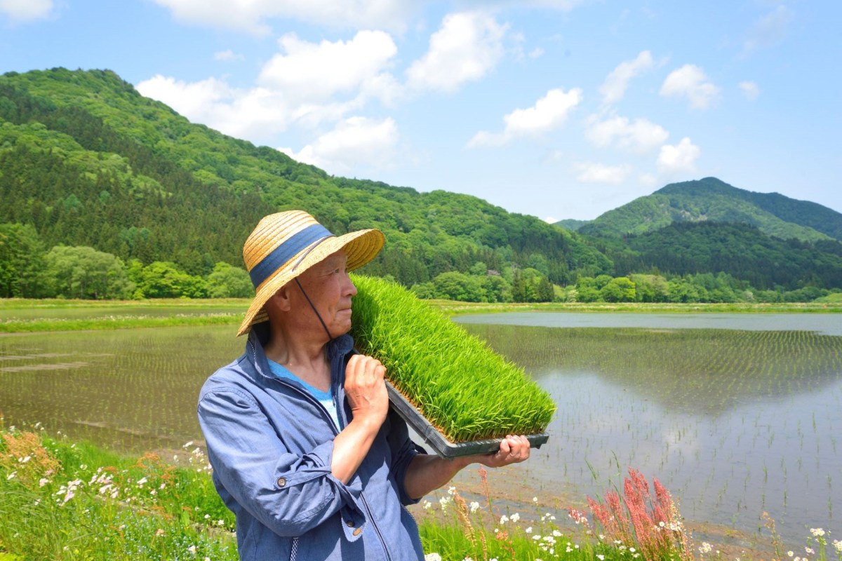 A person carries a tray of young rice plants near a flooded rice paddy surrounded by green hills.