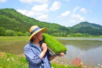 A person carries a tray of young rice plants near a flooded rice paddy surrounded by green hills.