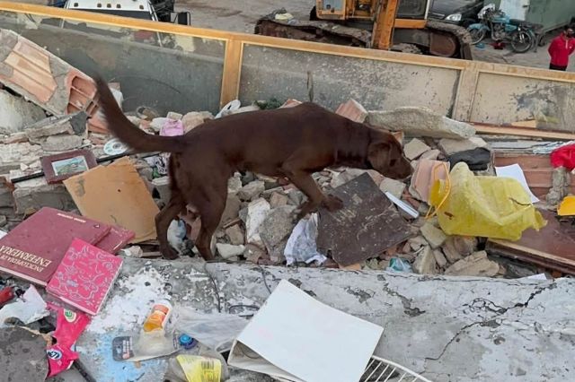 Joey searching through rubble.
