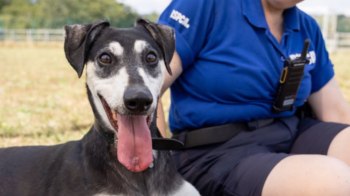 Jude the dog with an RSPCA staff member.