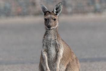 A kangaroo moves through a parking area and another scene with grass and trees.