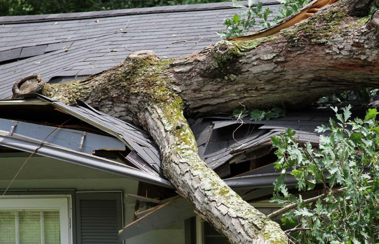 A tree crashing through a house roof.