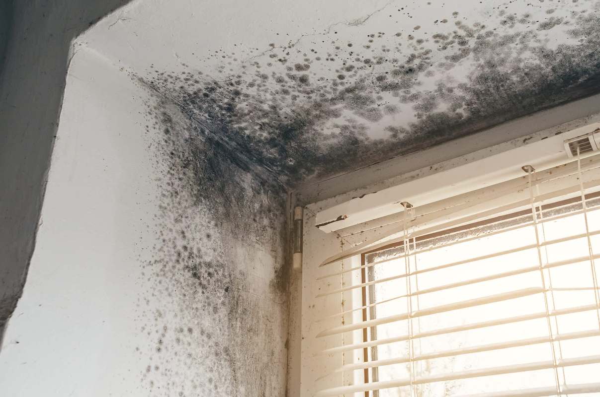 Mold growth is visible in a corner near a window with blinds.