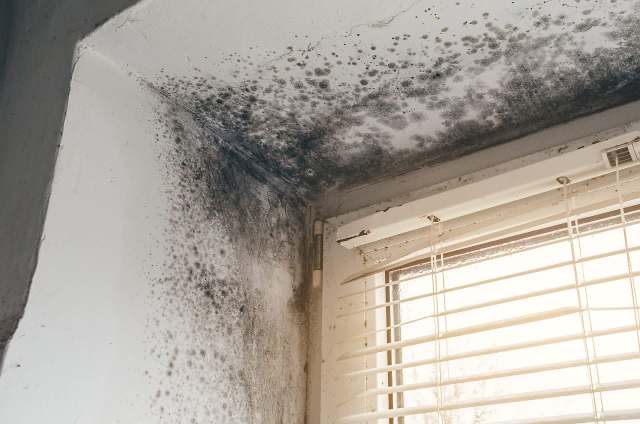 Mold growth is visible in a corner near a window with blinds.
