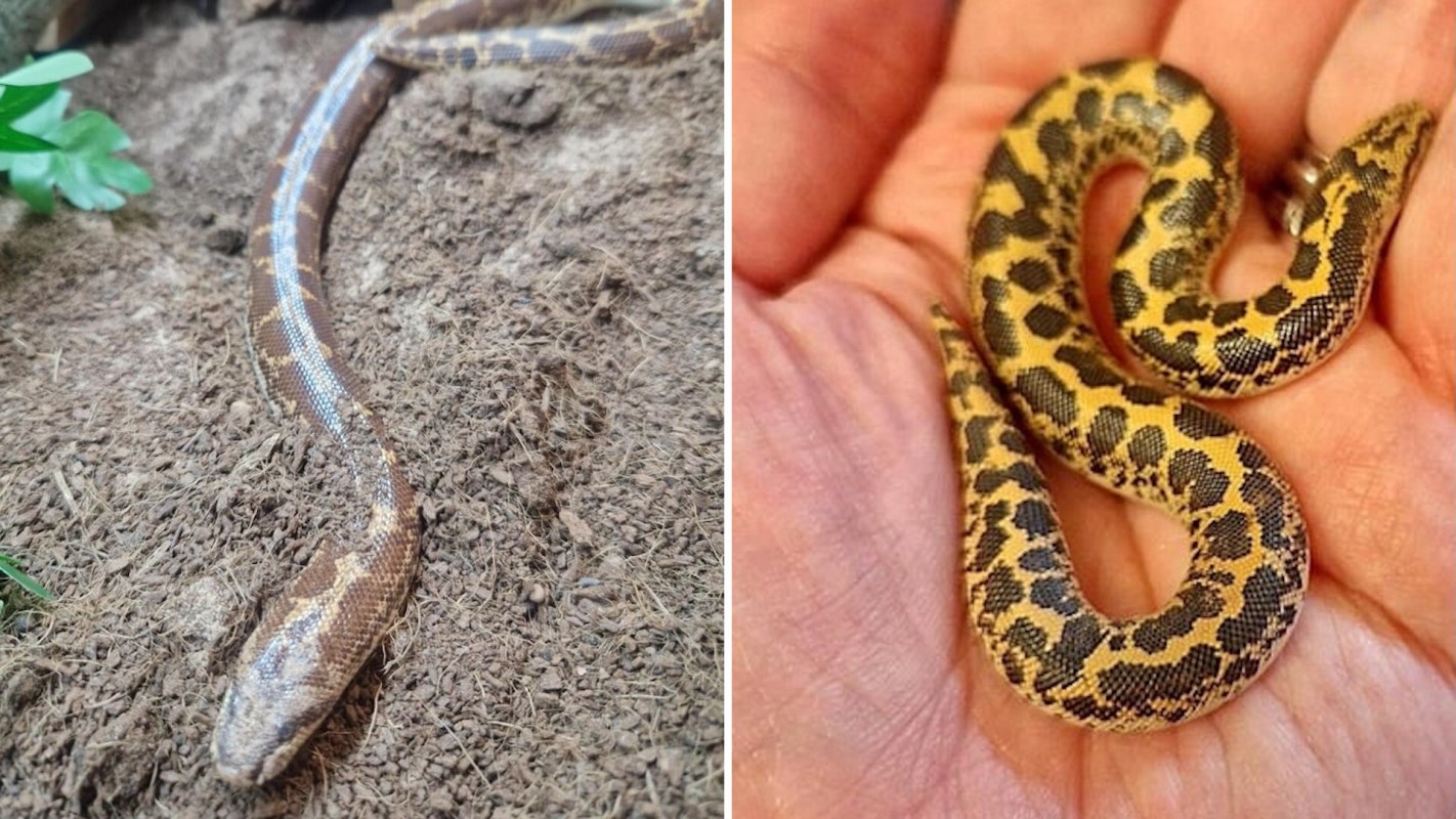 A brown sand boa on the ground and a baby yellow-and-black patterned snake in a person's hand.